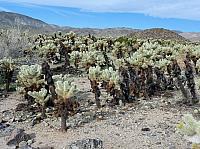 joshua tree national park (19).JPG